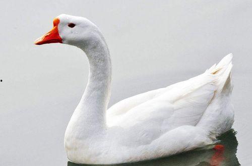 八鹅吃瓜菌会火不空娱乐